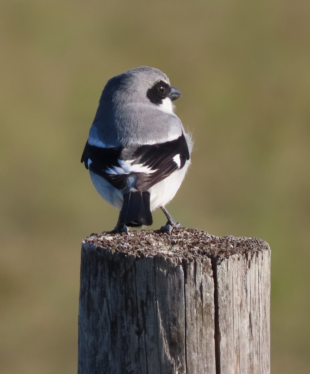 Loggerhead Shrike - ML645995782