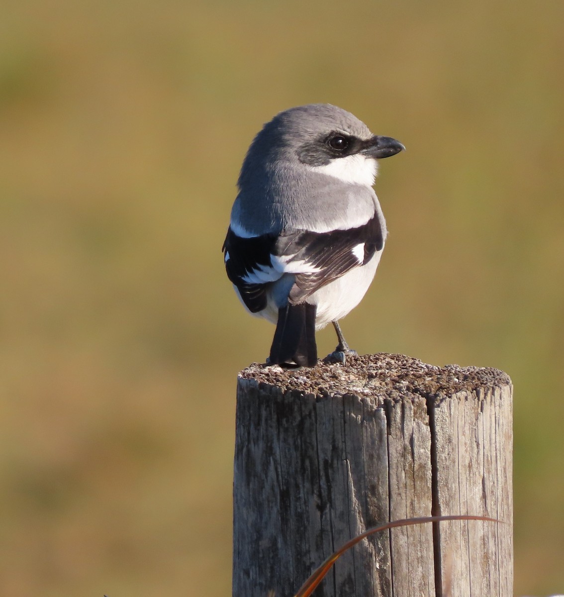 Loggerhead Shrike - ML645995783