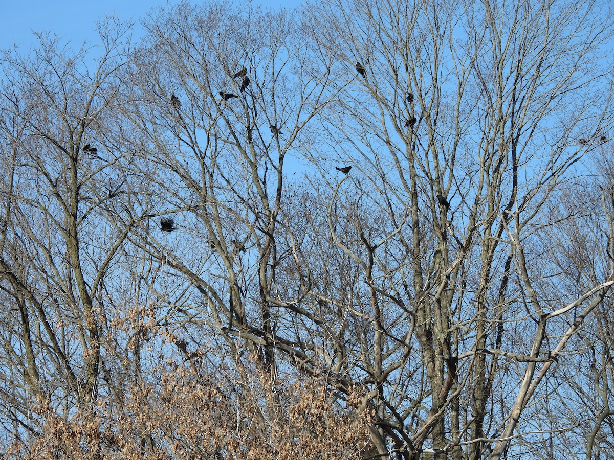 American Crow - ML645995791