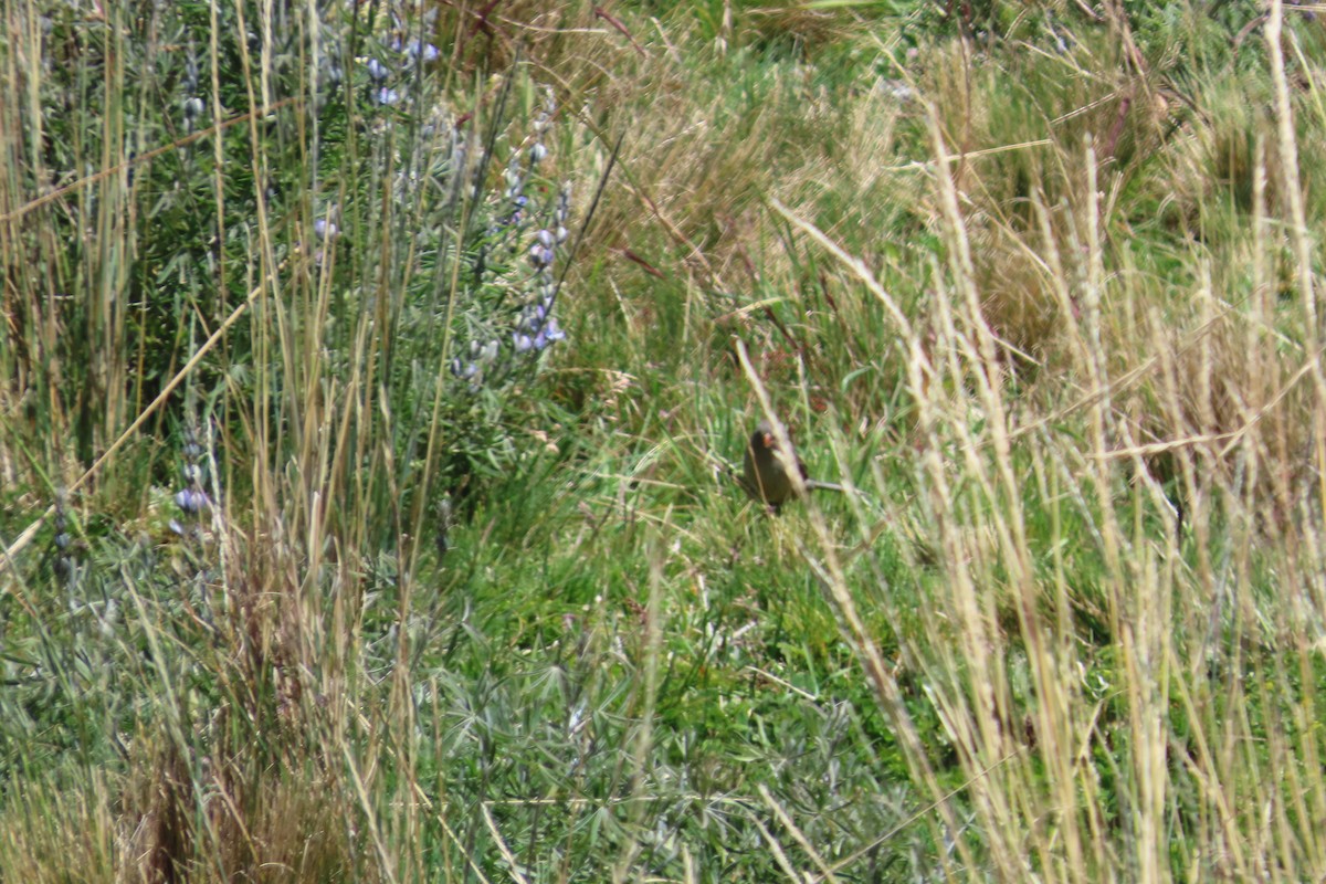 Plain-colored Seedeater - ML645995792