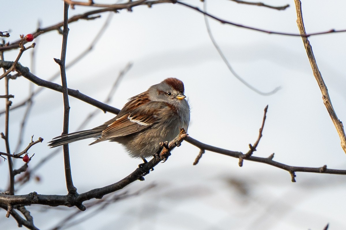 American Tree Sparrow - ML645995794