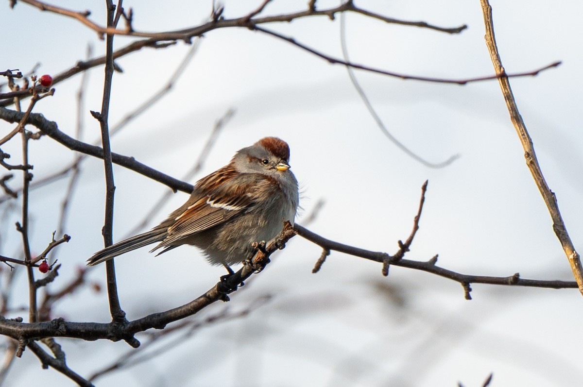 American Tree Sparrow - ML645995795