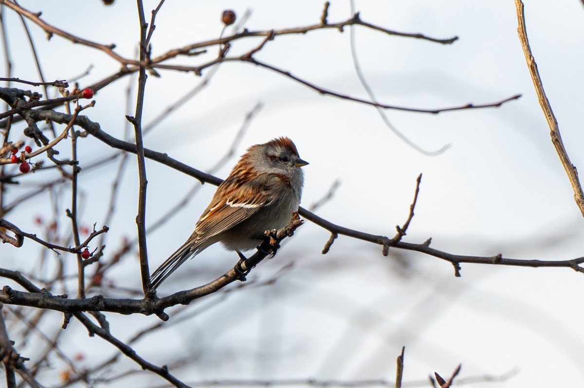 American Tree Sparrow - ML645995796