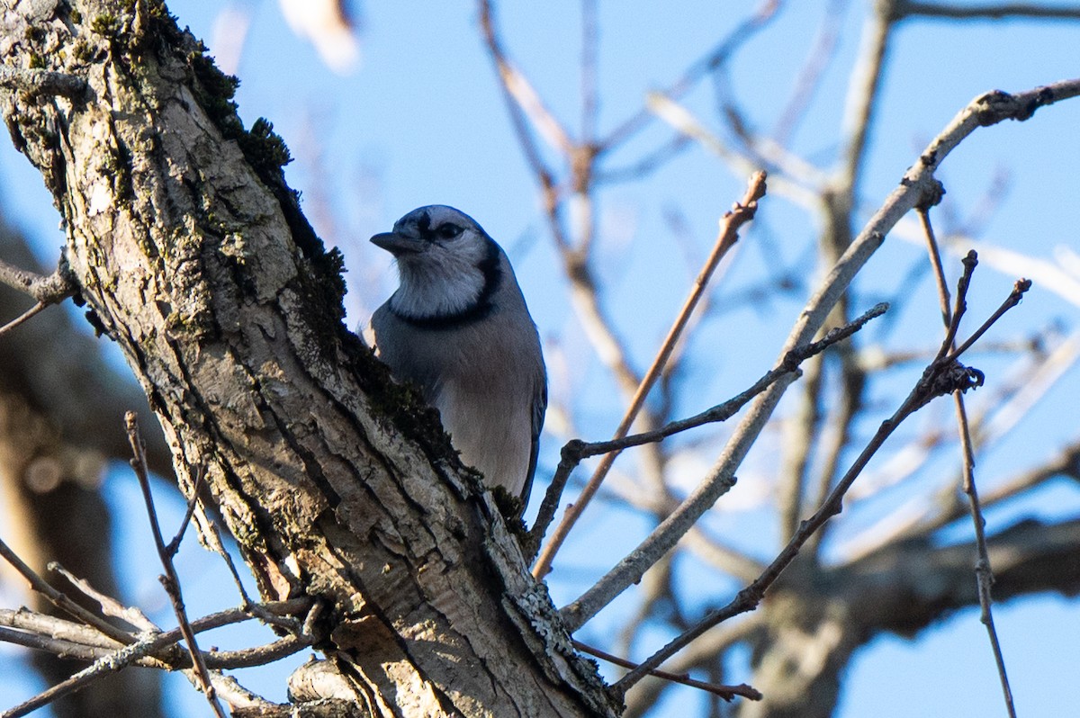 sojka chocholatá - ML645995807