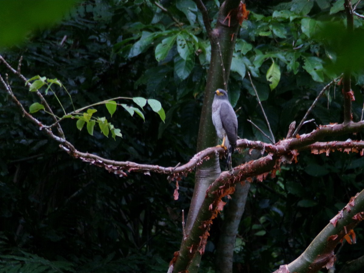 káně krahujová - ML645995809