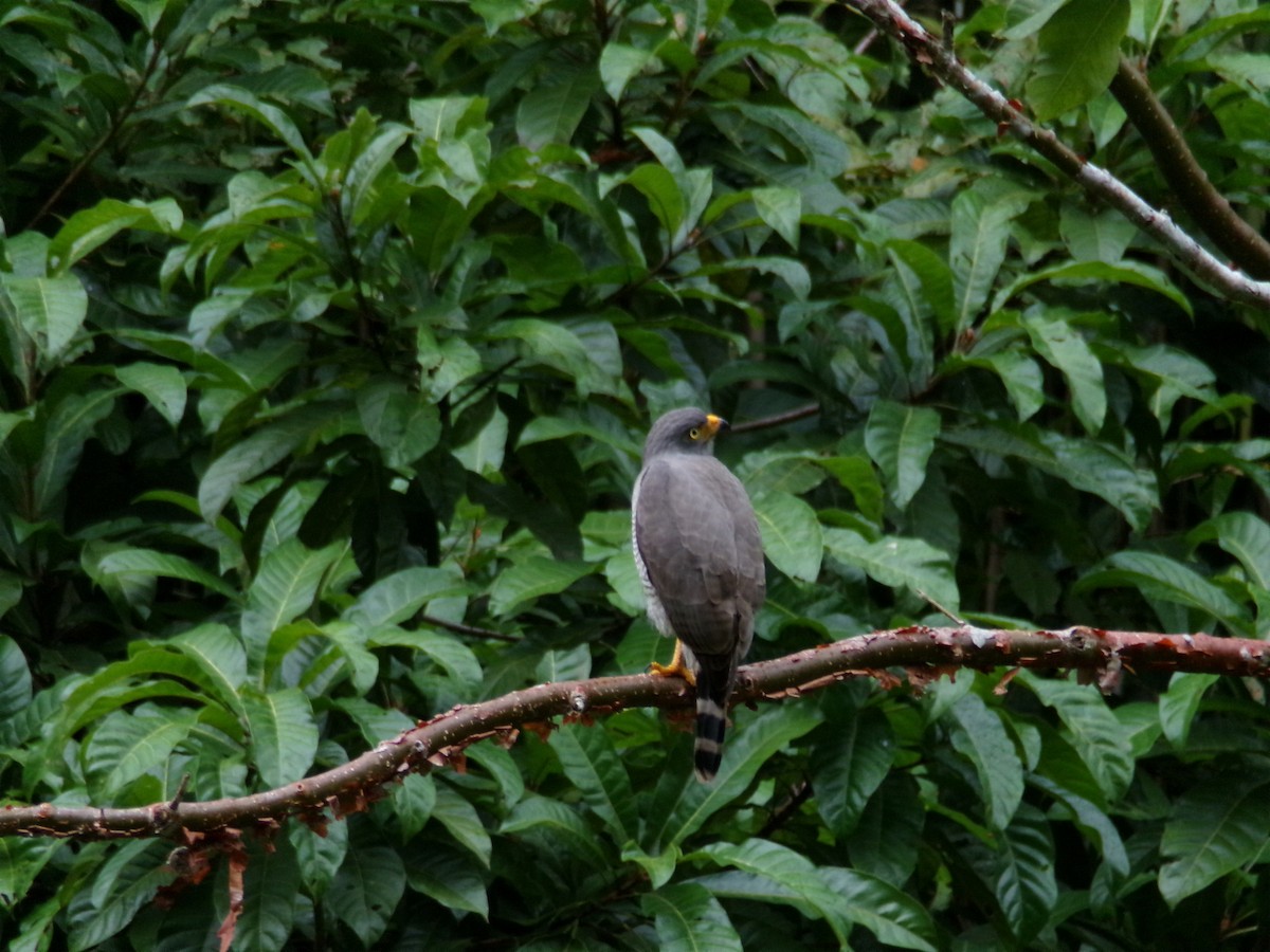 káně krahujová - ML645995810