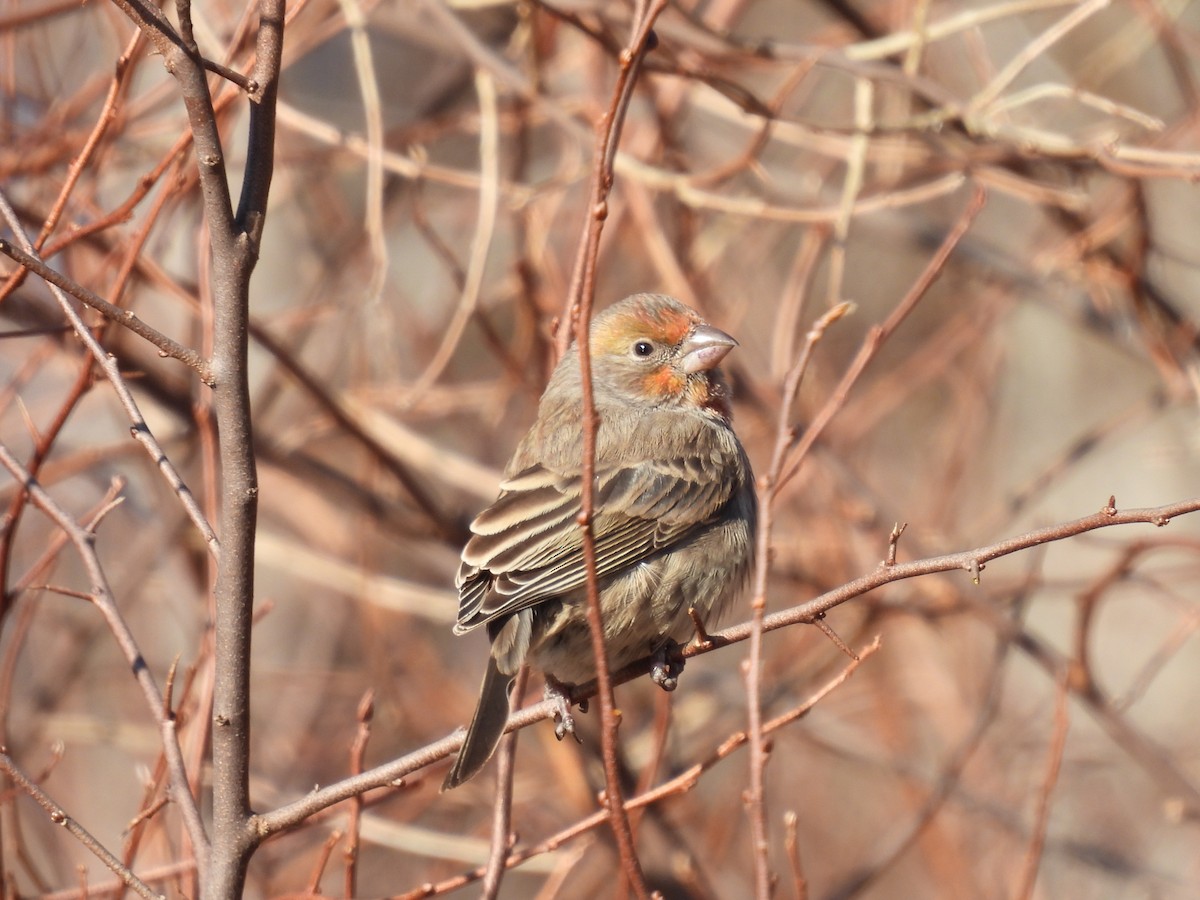 House Finch - ML645995811