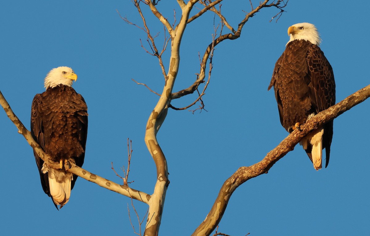 Орлан білоголовий - ML645995813