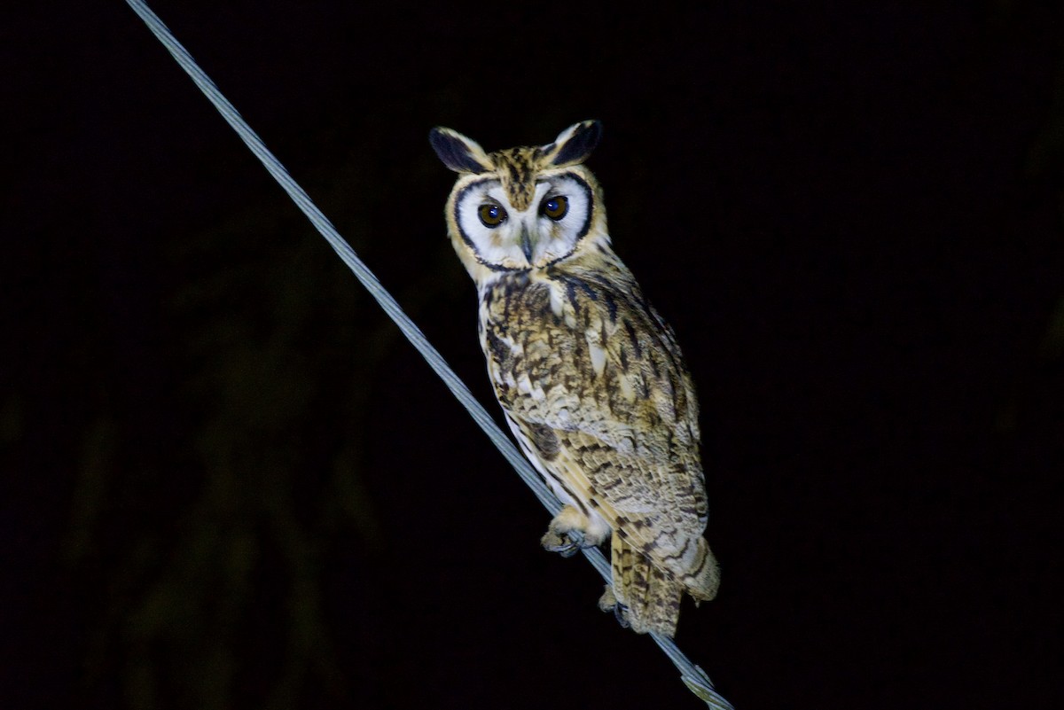 Striped Owl - ML645995815