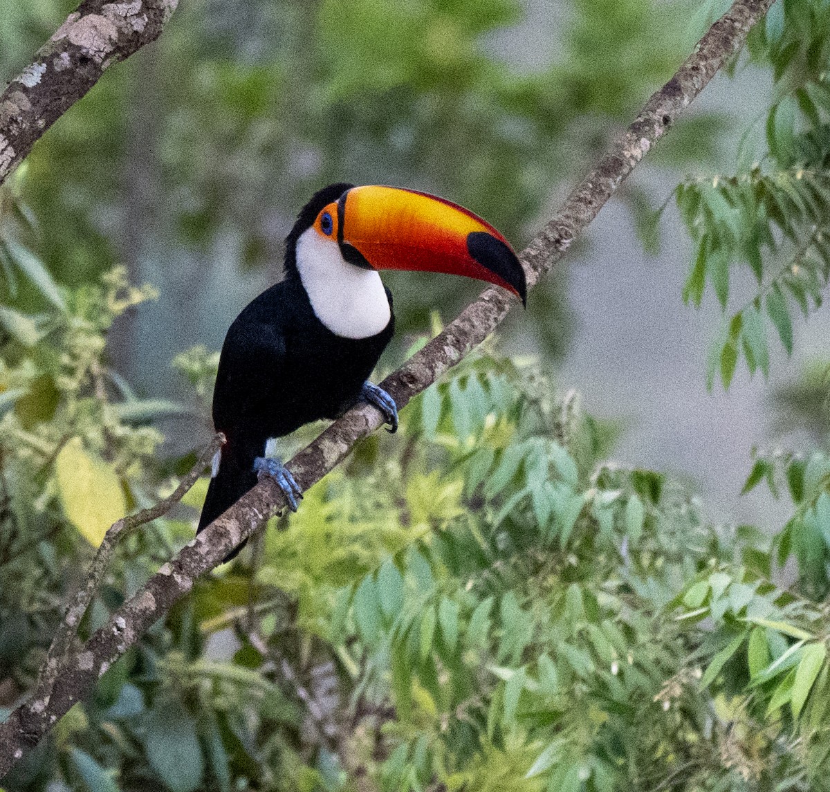 Toco Toucan - ML645995816