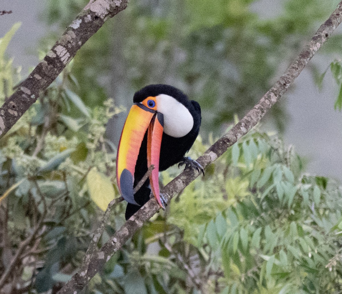 Toco Toucan - ML645995817