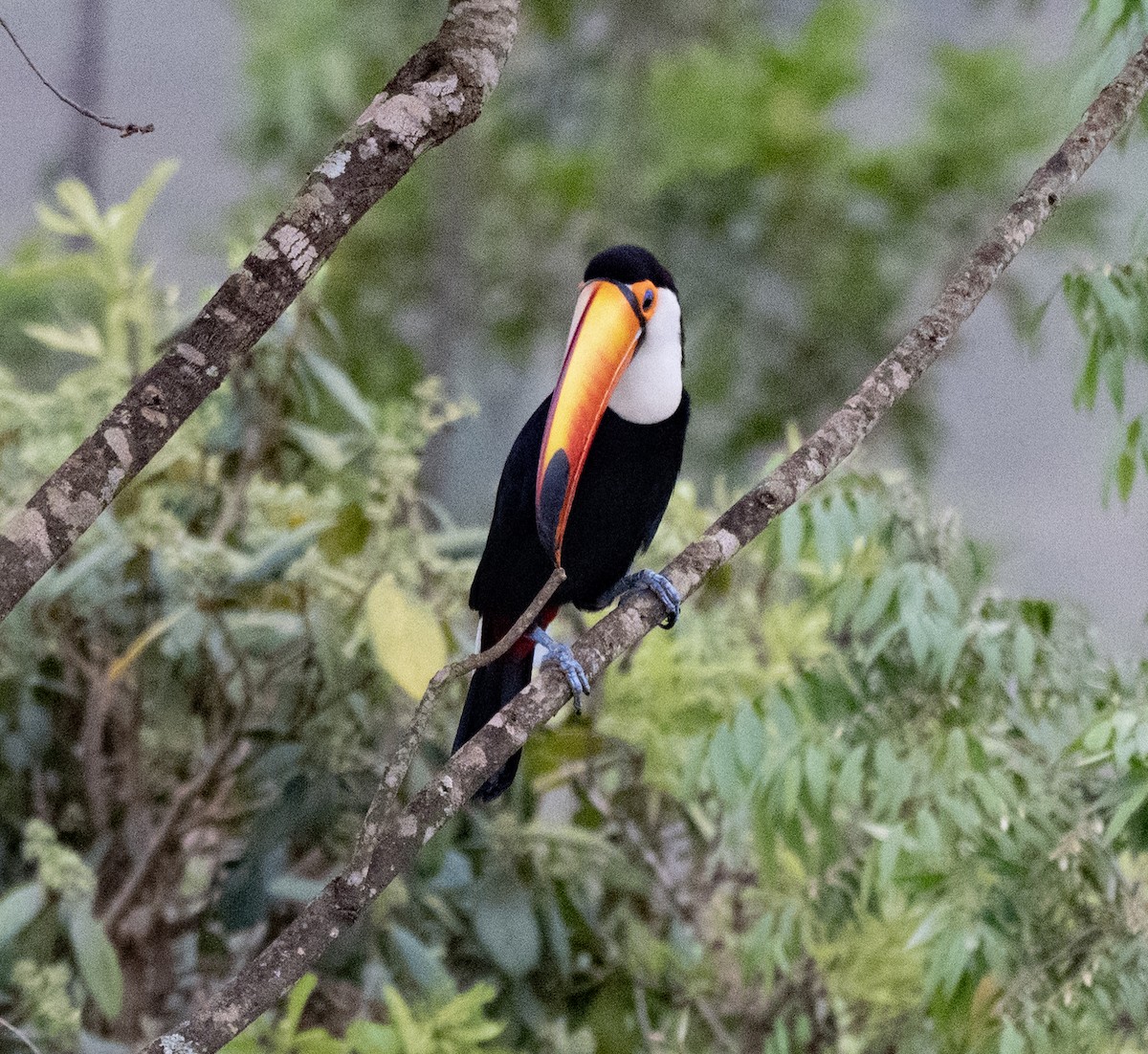 Toco Toucan - ML645995818