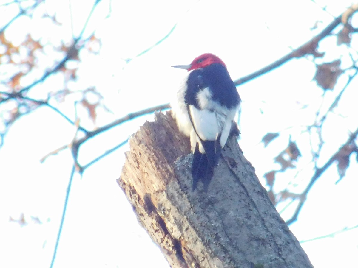 Red-headed Woodpecker - ML645995819