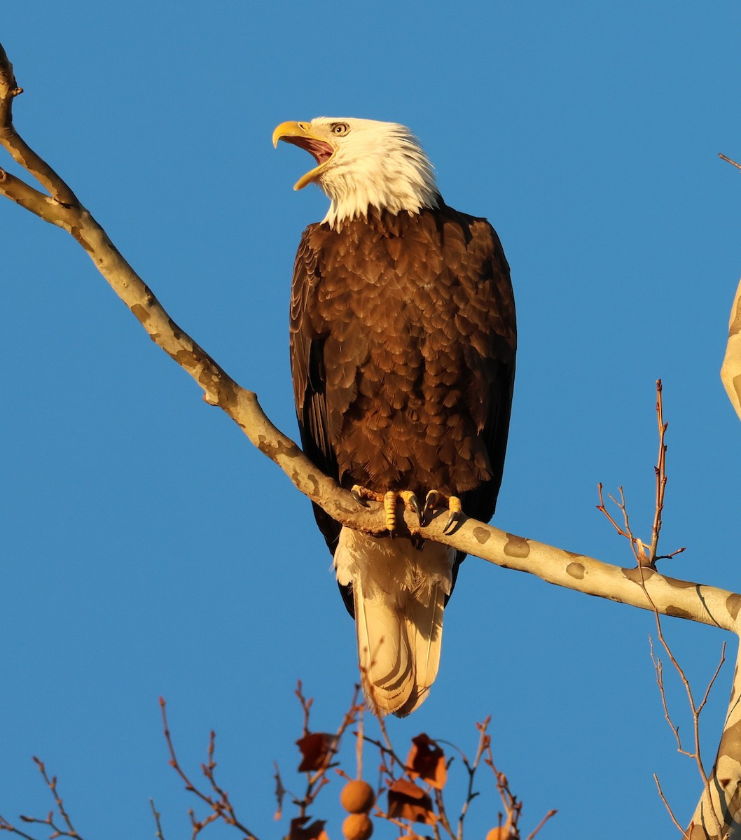 Орлан білоголовий - ML645995820