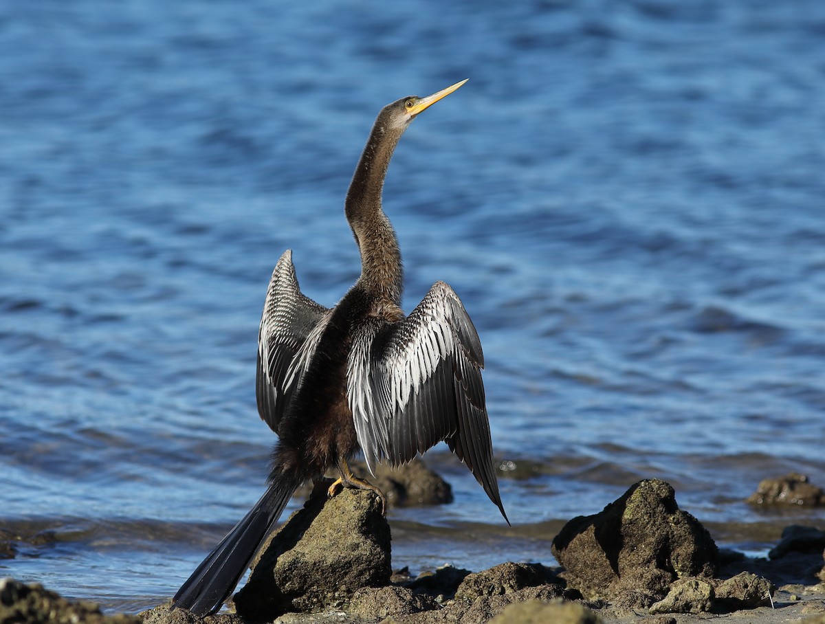 Anhinga - ML645995824