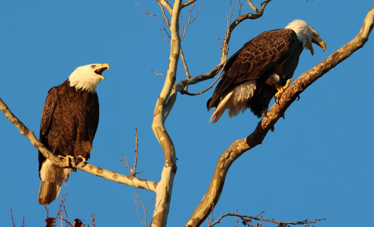 Орлан білоголовий - ML645995826