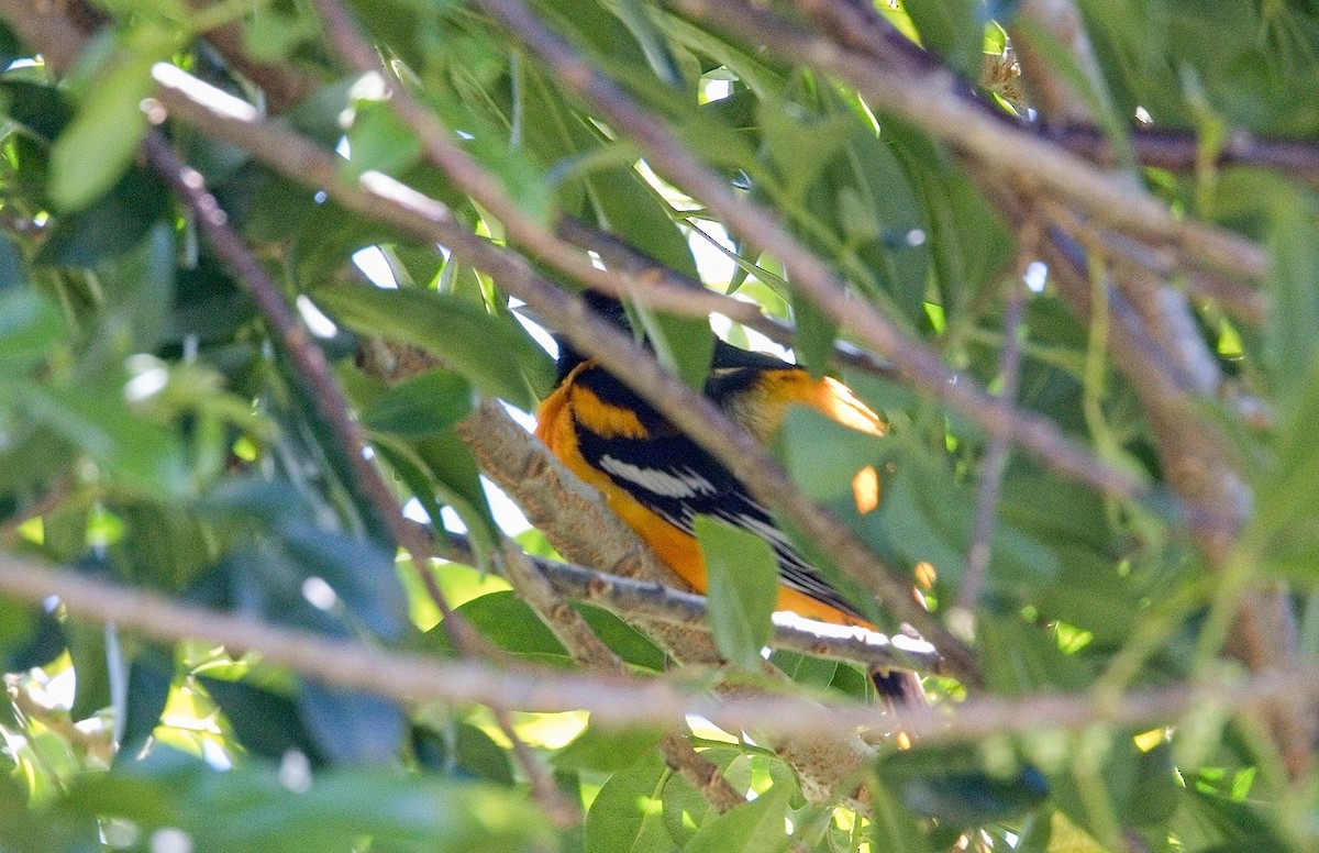 trupiál baltimorský - ML645995827