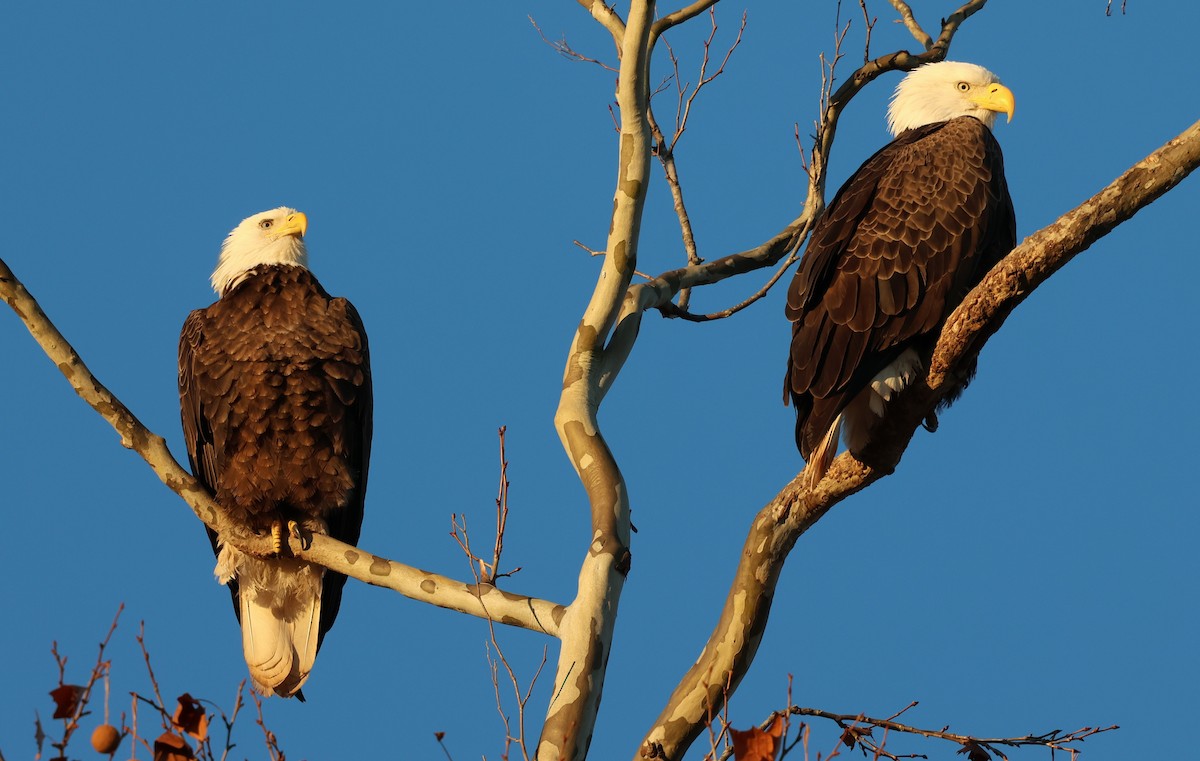 Орлан білоголовий - ML645995833
