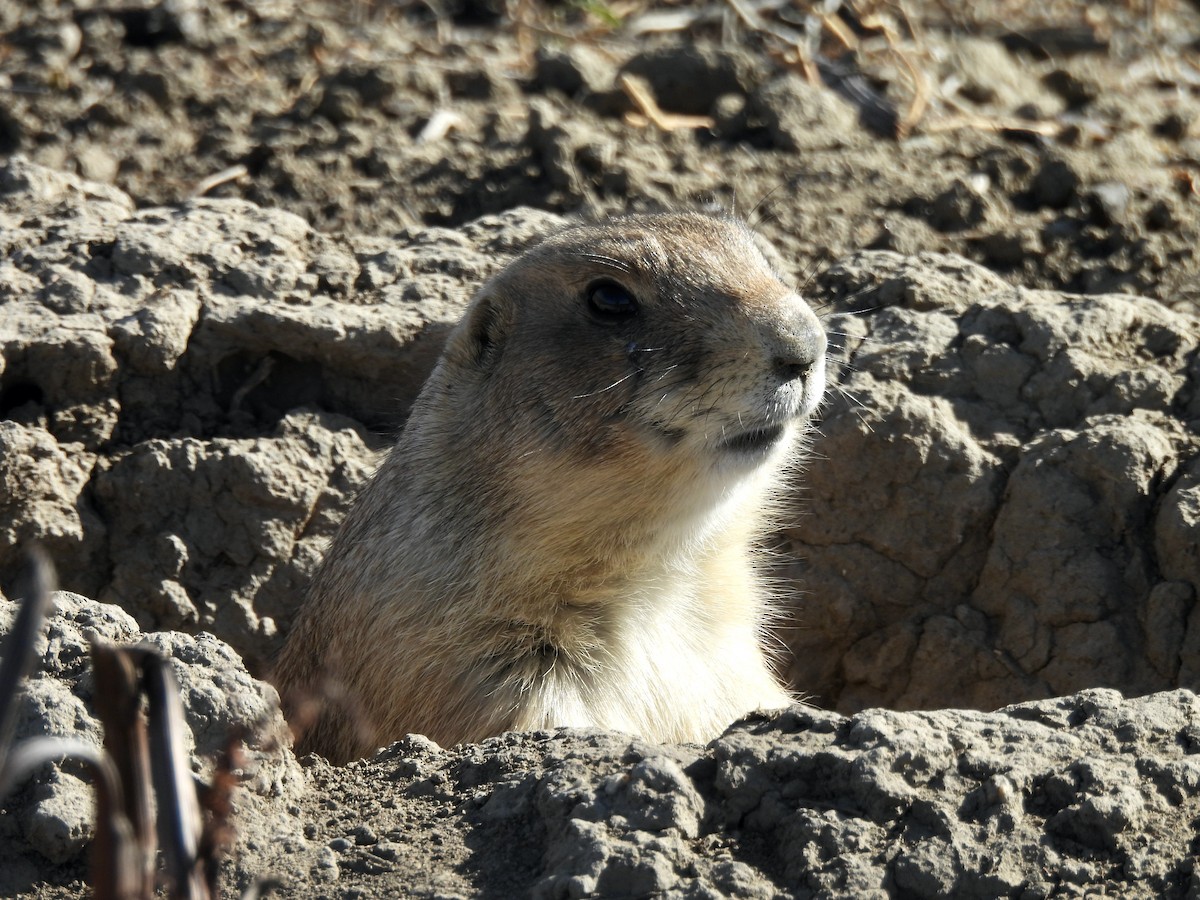 Animals - ML645995837