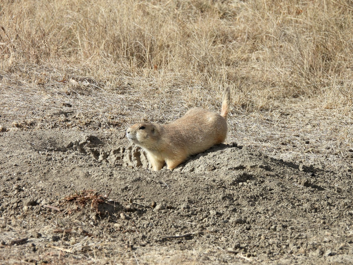 Animals - ML645995838