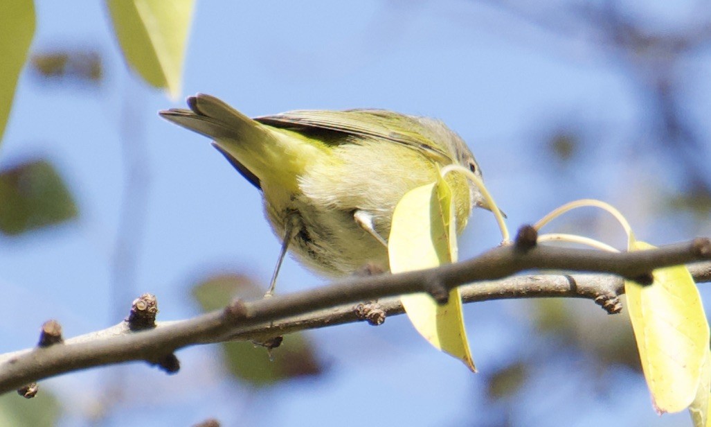 Nashville Warbler - ML645995846