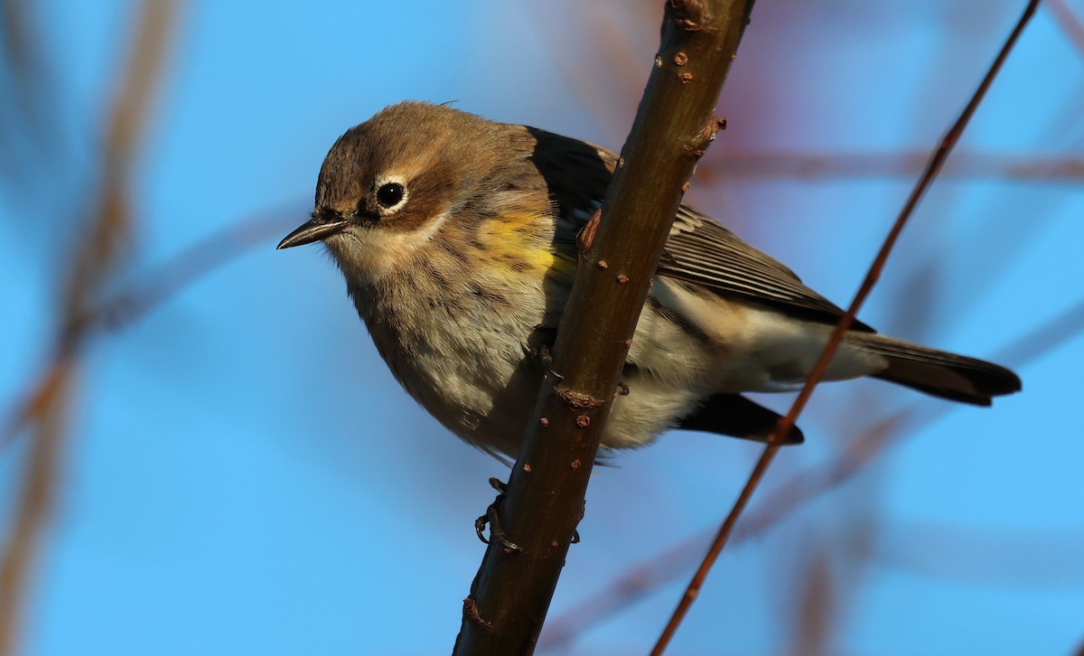 Пісняр-лісовик жовтогузий - ML645995848