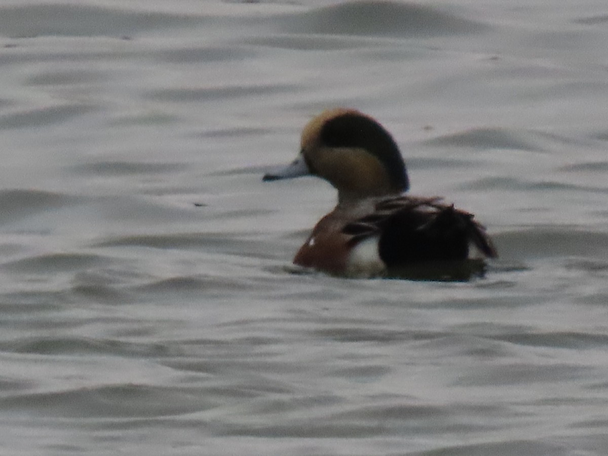 American Wigeon - ML645995850