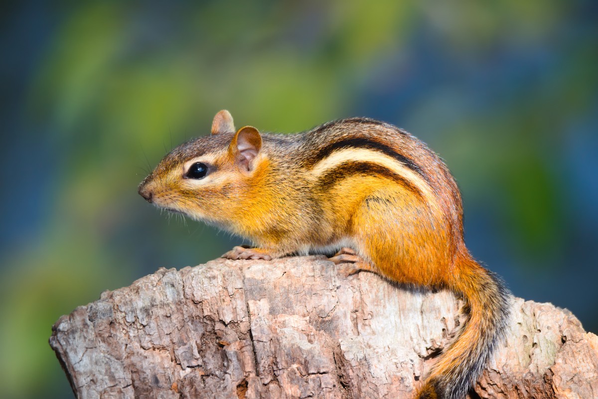 Animals - ML645995852