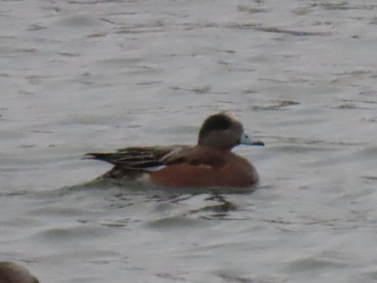 American Wigeon - ML645995854