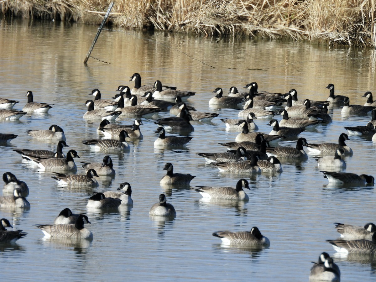 Cackling Goose - ML645995855