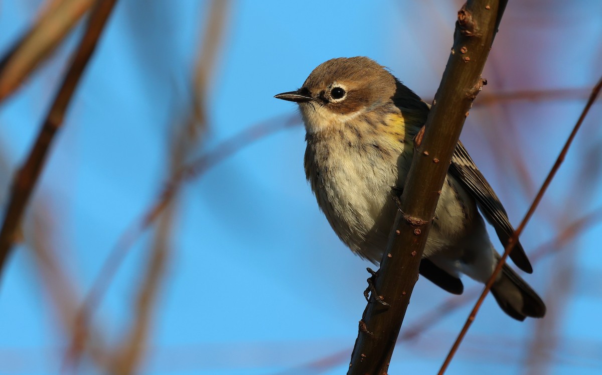 Пісняр-лісовик жовтогузий - ML645995856
