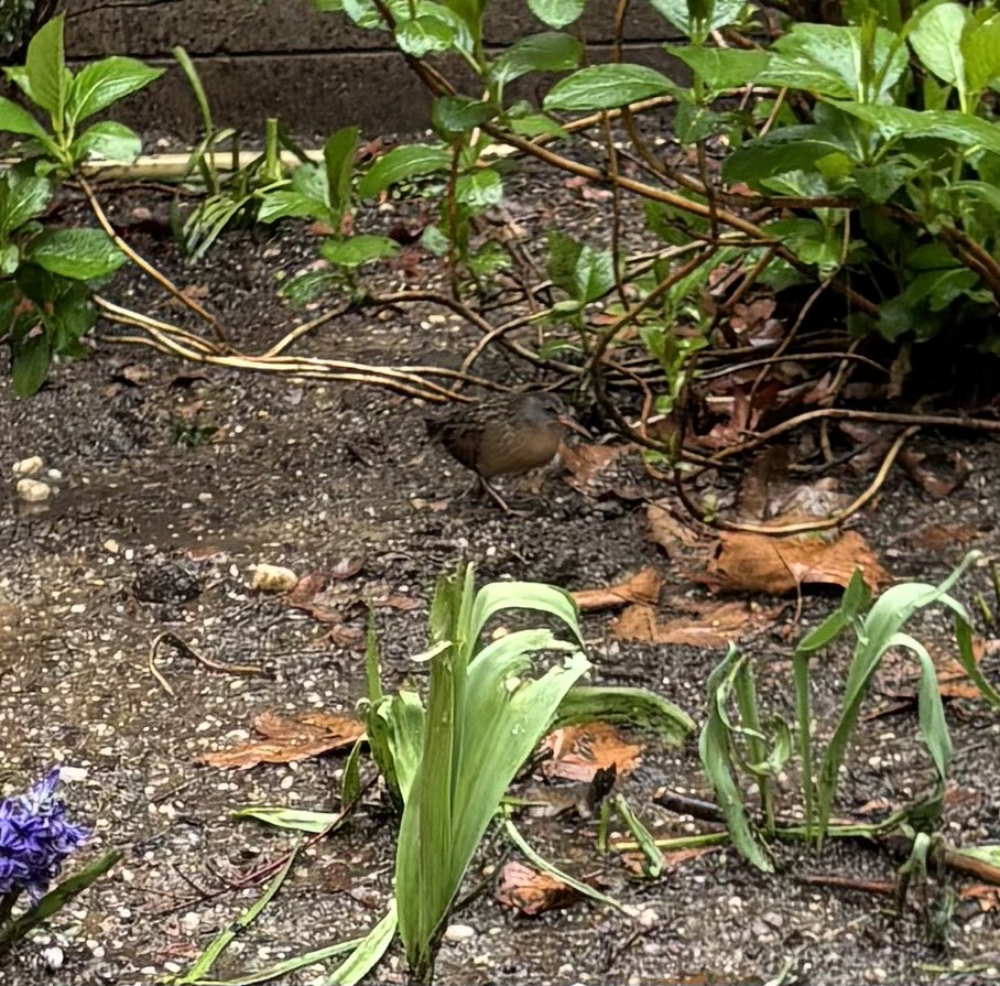 Virginia Rail - ML645995857