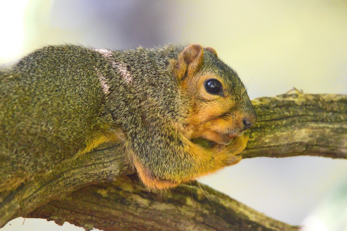 Eastern Fox Squirrel - ML645995858