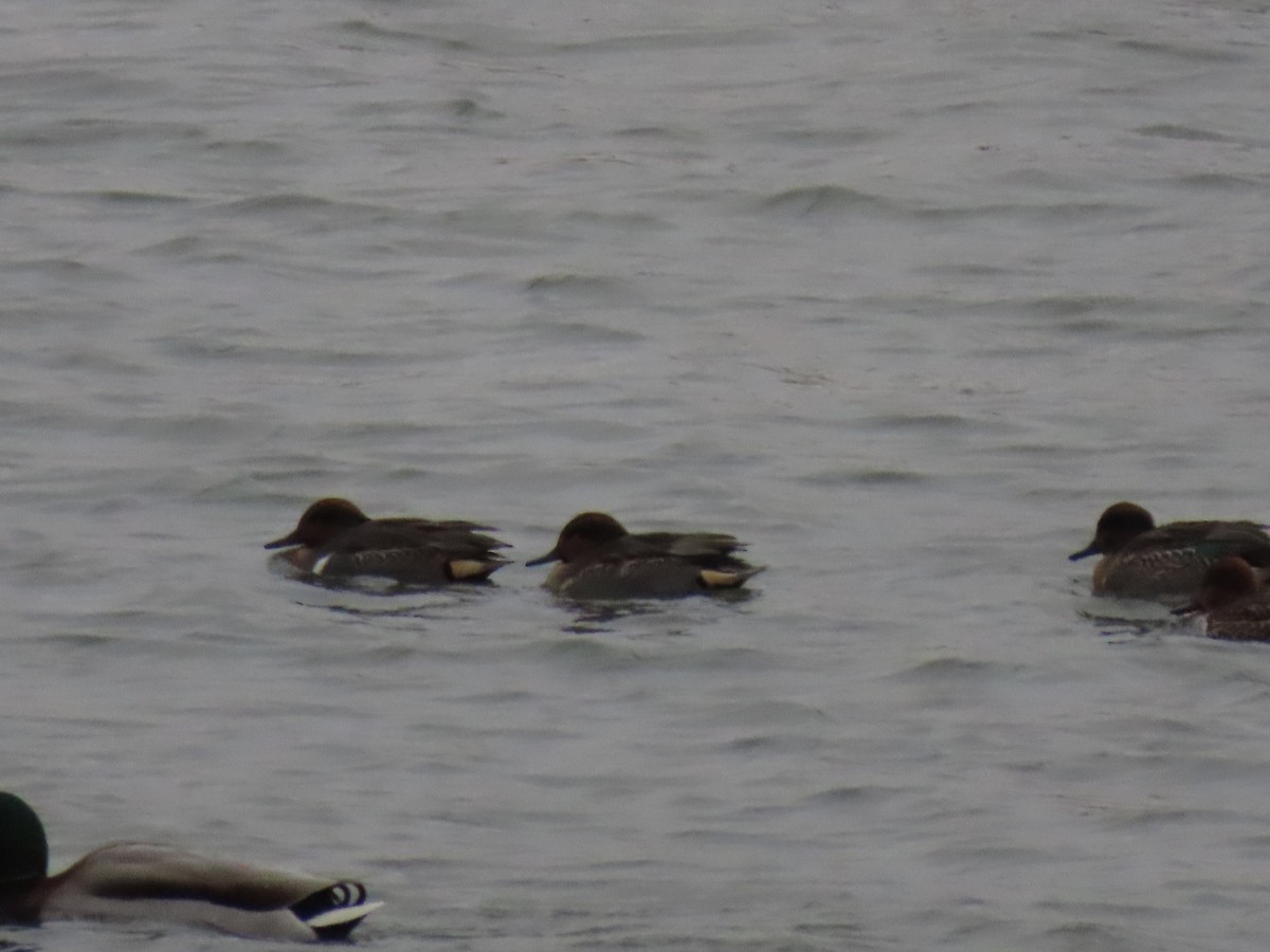 Green-winged Teal - ML645995860