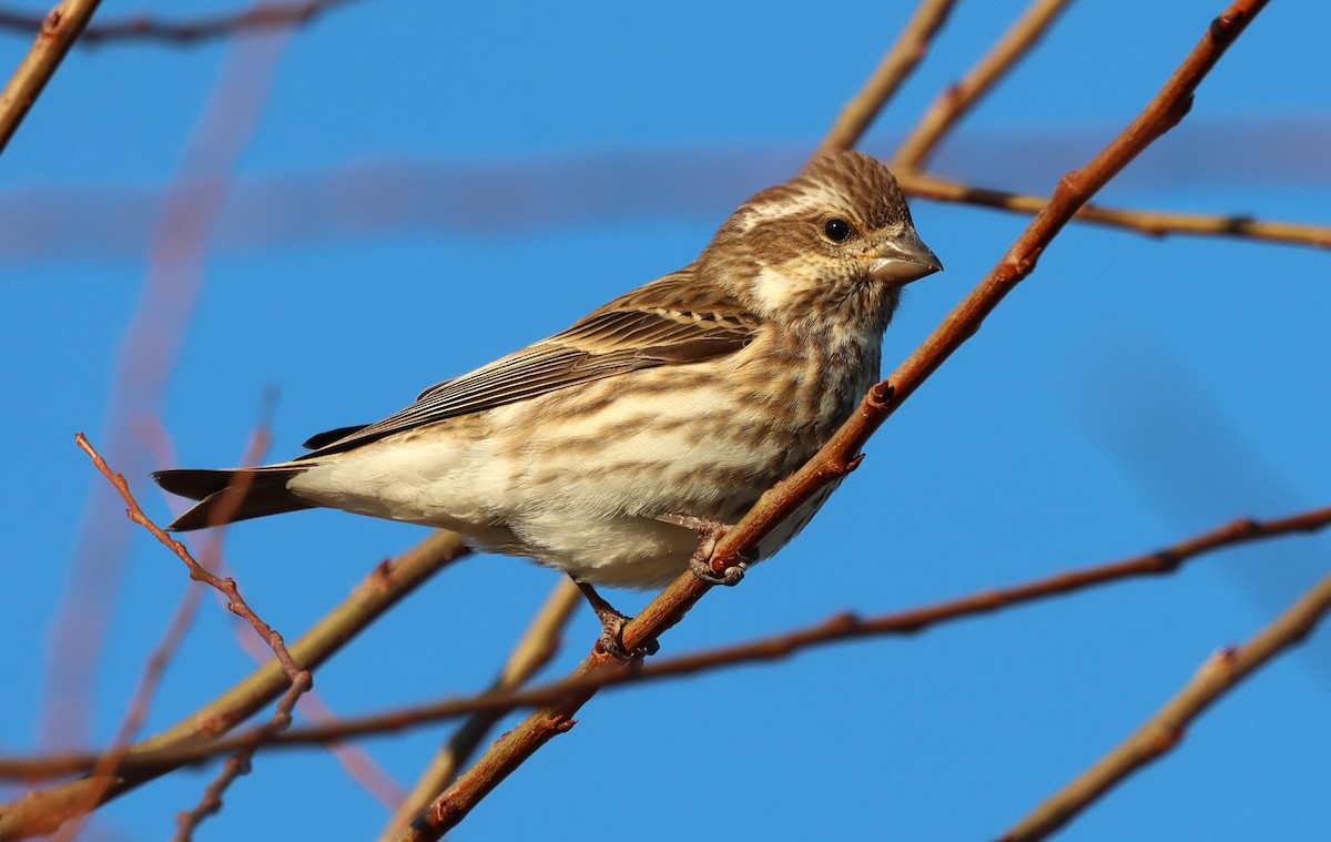 Purple Finch - ML645995861