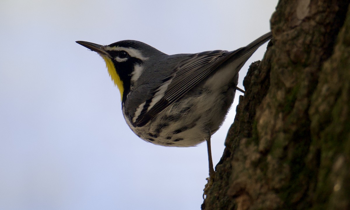 Yellow-throated Warbler - ML645995862