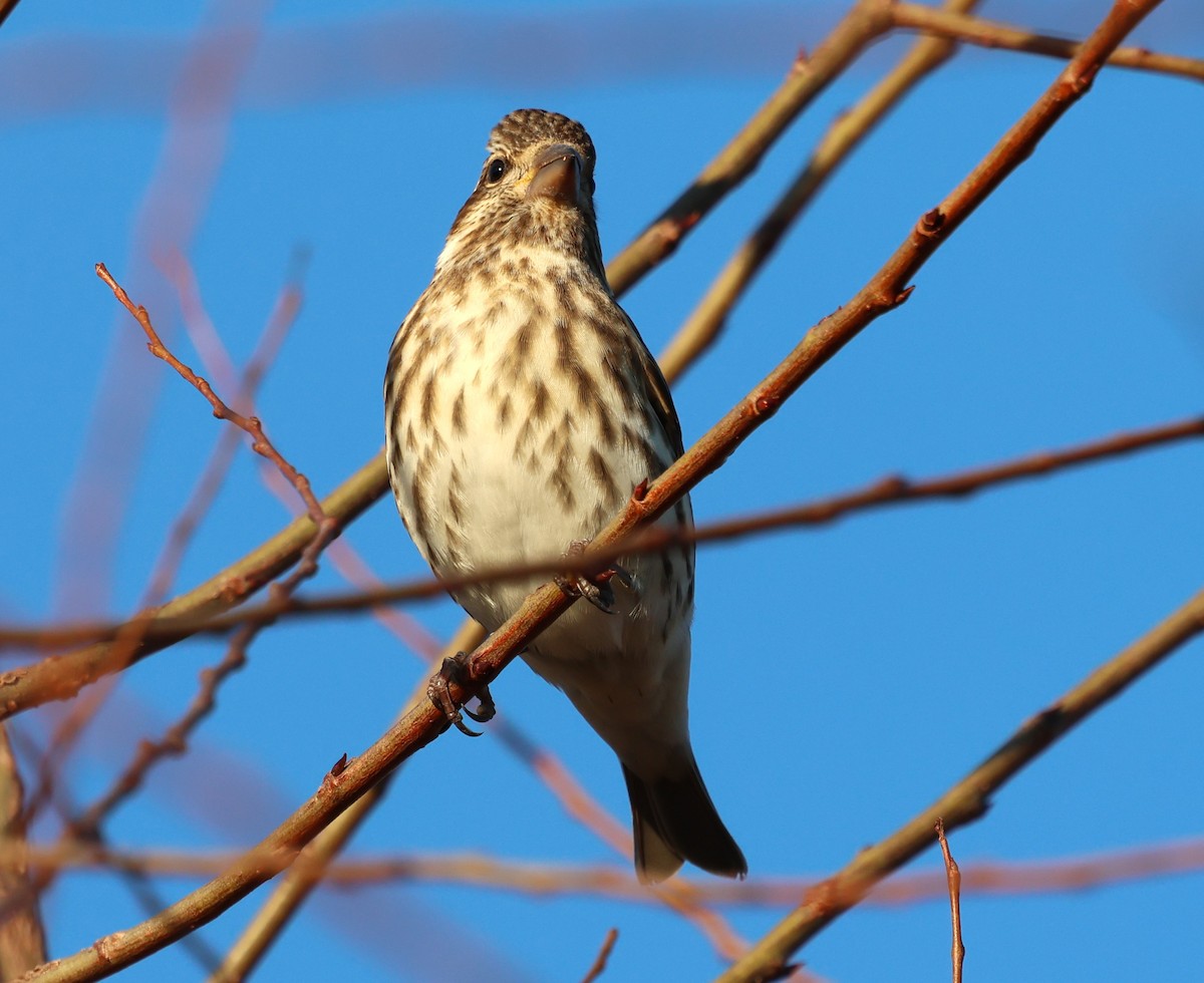 Purple Finch - ML645995865