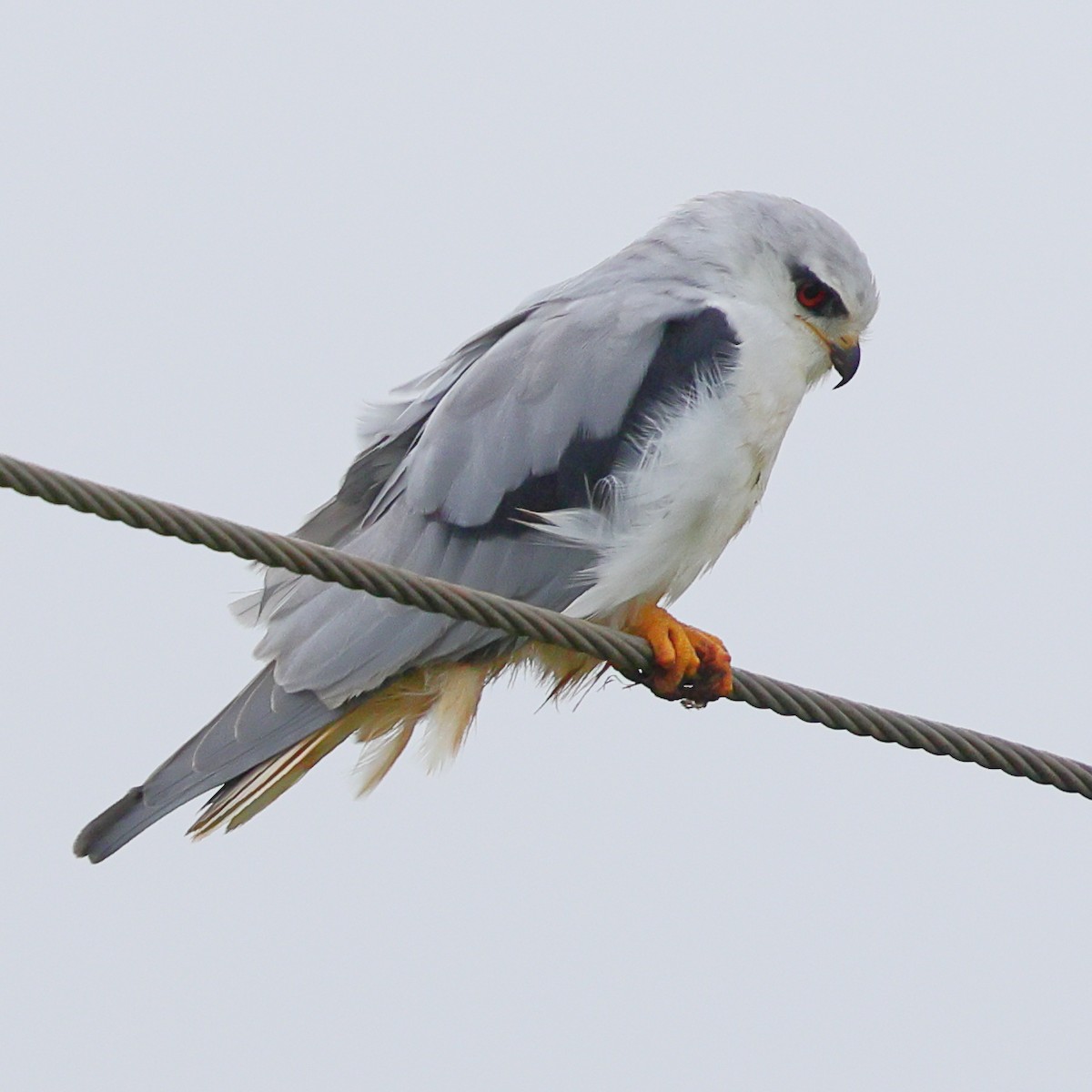 Black-winged Kite - ML645995866