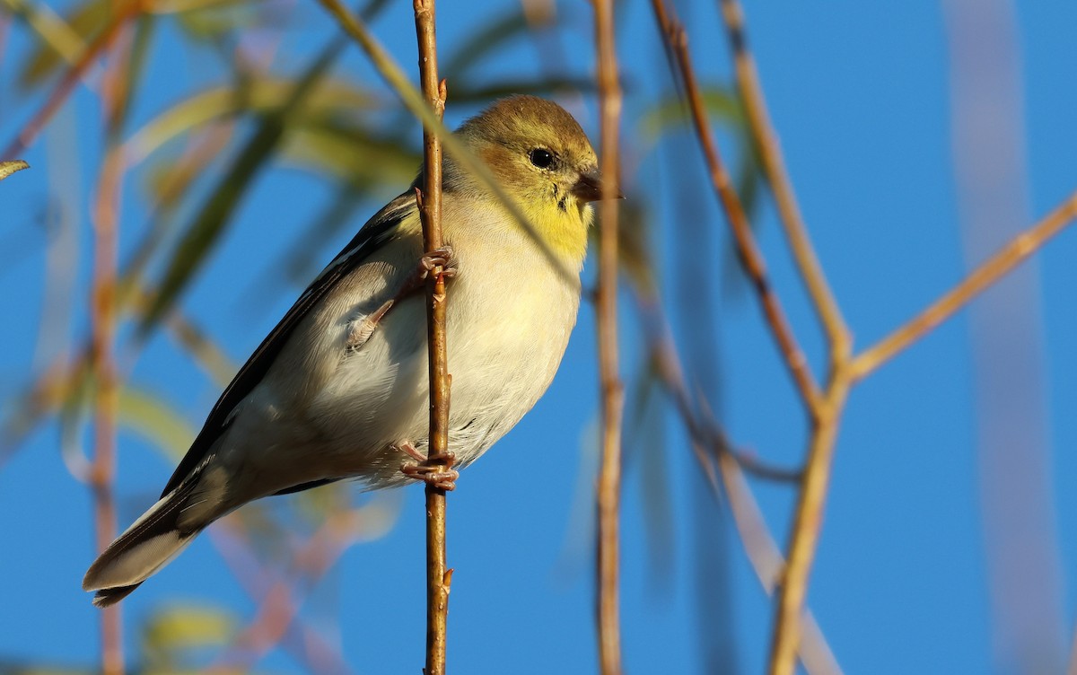 Чиж золотий - ML645995868