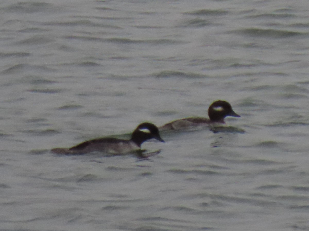 Bufflehead - ML645995871