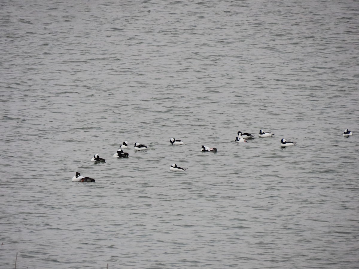 Bufflehead - ML645995872