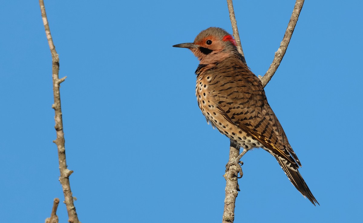 Декол золотистий - ML645995873