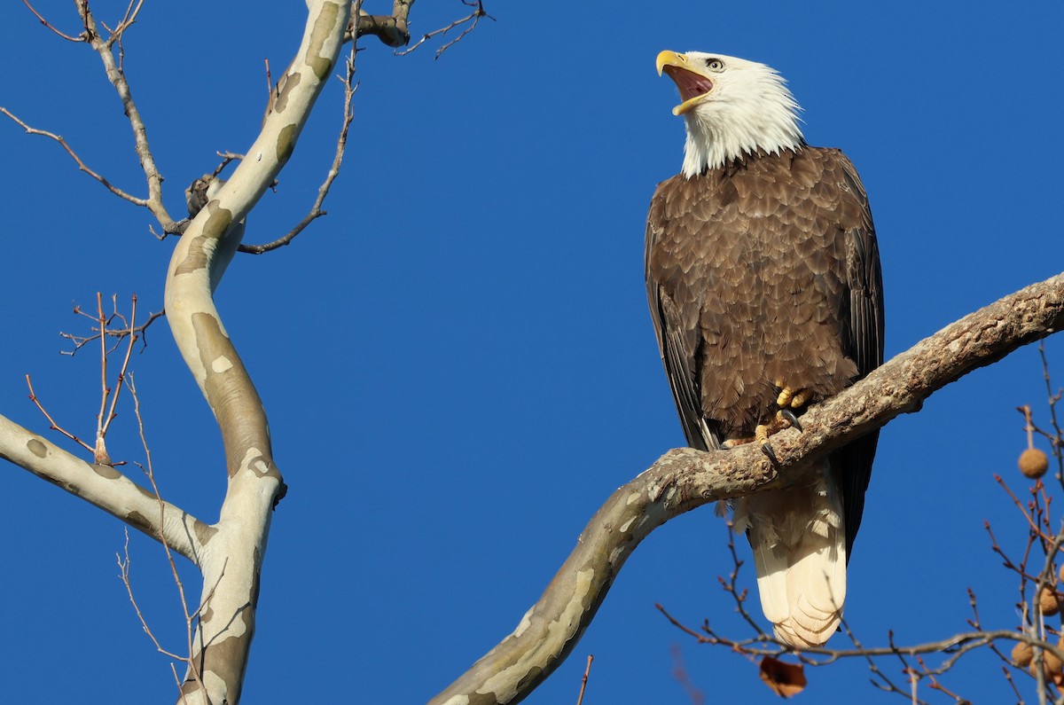 Орлан білоголовий - ML645995874