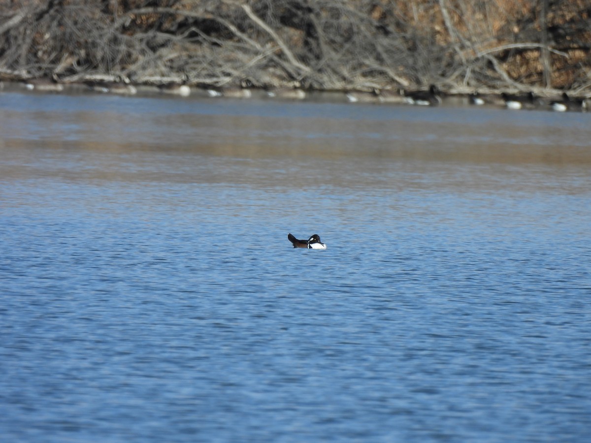 Hooded Merganser - ML645995876