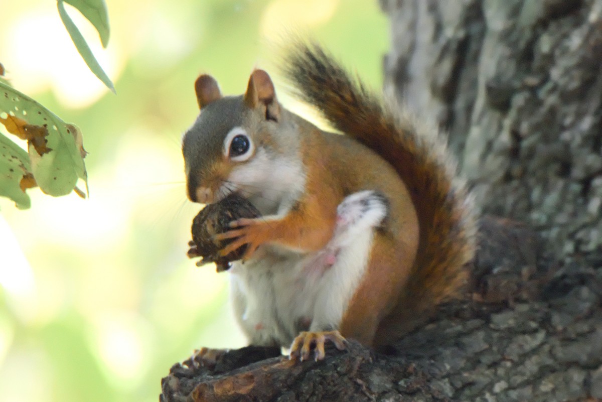 American Red Squirrel - ML645995878