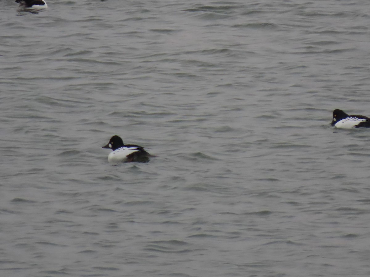 Common Goldeneye - ML645995879