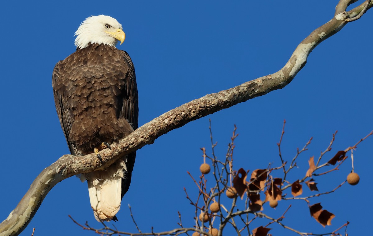 Орлан білоголовий - ML645995884