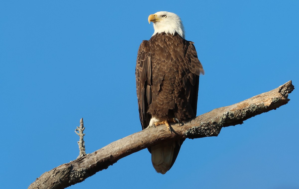 Орлан білоголовий - ML645995888