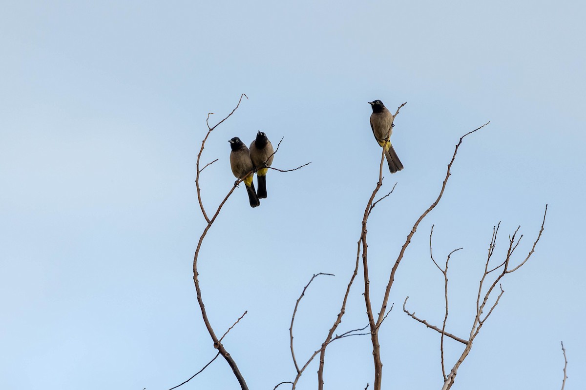 Gelbsteißbülbül - ML645995889