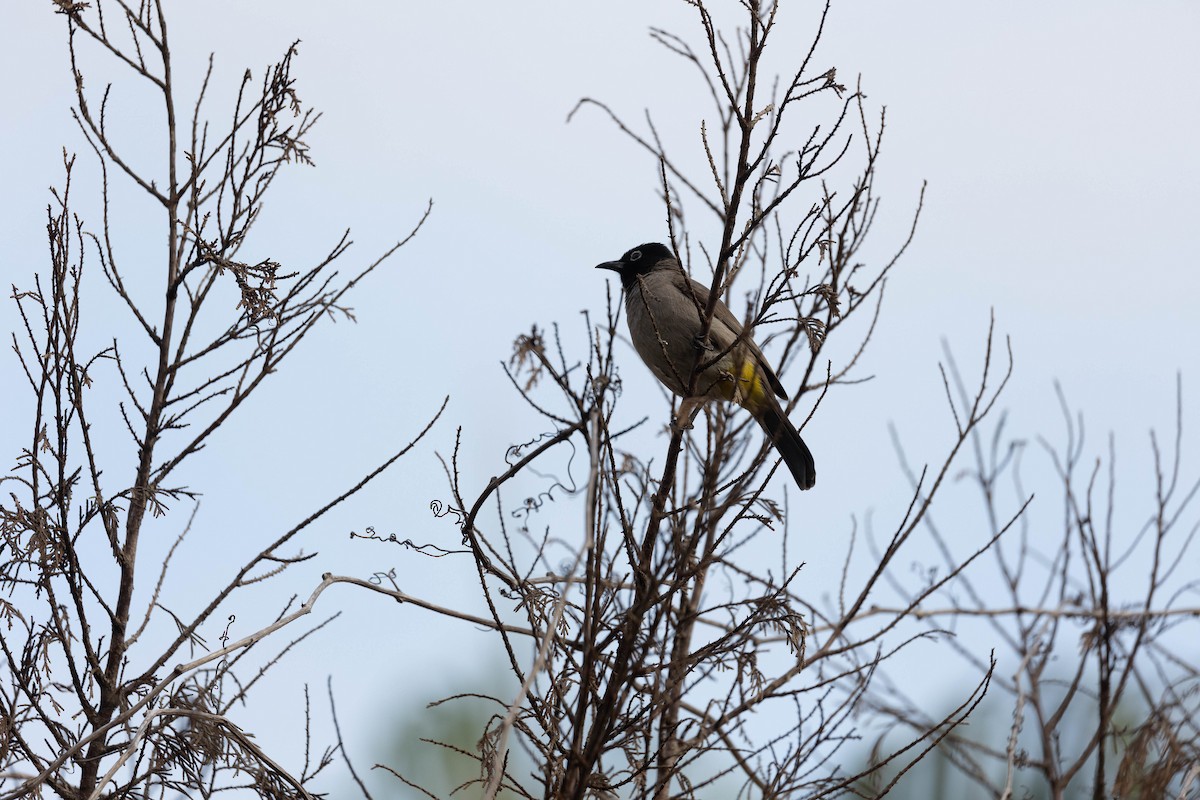 Gelbsteißbülbül - ML645995890